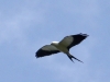 370-swallow-tailed-kite