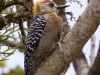 419-hoffmanns-woodpecker