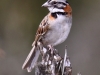 427-rufous-collared-sparrow