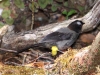 451-yellow-thighed-finch