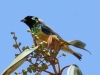 455-spangle-cheeked-tanager