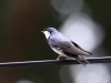 459-blue-and-white-swallow