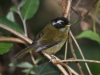 471-sooty-capped-bush-tanager