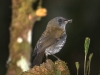 504-black-billed-nightingale-thrush