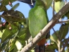 513-emerald-toucanet