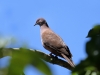 519-ruddy-pigeon