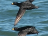 black-scoters-flying