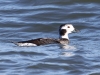 long-tailed-duck-female