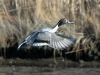 northern-pintail-flying