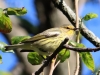 1_Cape-May-Warbler