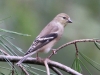 American-goldfinch3