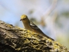 Bay-breasted-warbler2