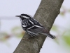 Black-and-white-warbler3