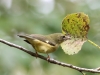 Black-throated-Blue-female