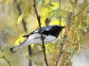 Black-throated-blue-warbler2