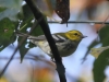 Black-throated-green-warbler-fall