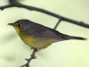 Canada-warbler-female