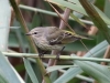 Cape-May-Warbler-dull2