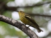 Cape-May-Warbler2