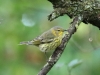 Cape-May-Warbler6