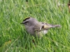 Golden-crowned-kinglet2