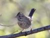 Lincoln-Sparrow