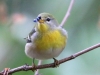 Northern-Parula-with-berry