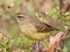 Palm-Warbler-eastern2