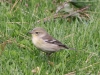 Pine-warbler4