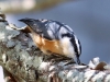 Red-breasted-Nuthatch2