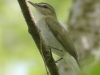 Red-eyed-vireo