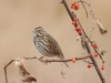 Savannah-Sparrow-fall
