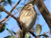 Vesper-Sparrow