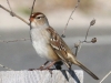 White-crowned-Sparrow-immature2