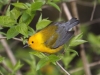 prothonotary-warbler3