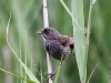 seaside-sparrow1