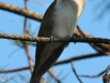 black-billed-cuckoo2