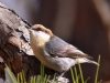 brown-headed-nuthatch5