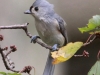 tufted-titmouse3