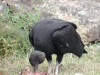black-vulture-feeding
