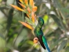 Long-tailed sylph2