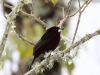 Silver-beaked tanager2