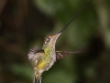 Sword-billed hummingbird2