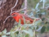 Hepatic Tanager2