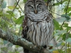 barred-owl2