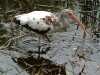 white-ibis-immature