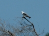white-tailed-kite2