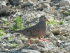 common-ground-dove