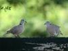 eurasian-collared-doves