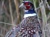 ring-necked-pheasant2